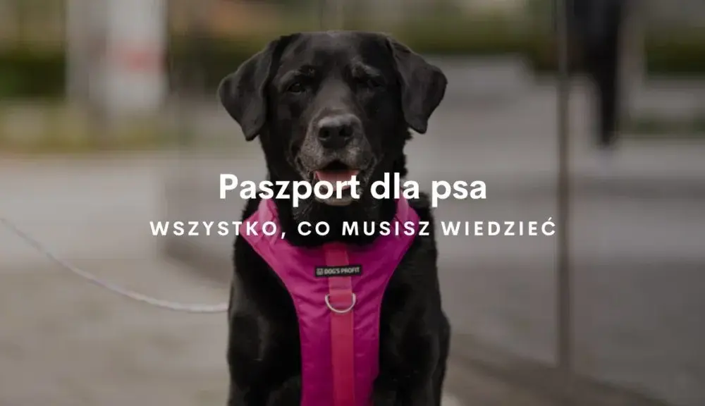 Jak wygląda paszport dla psa? Odkryj jego kluczowe cechy i wymagania