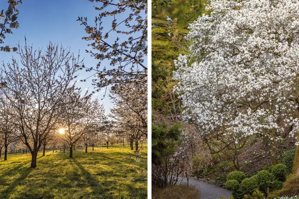 Kiedy jechać do arboretum Wojsławice, by nie przegapić kwitnienia?