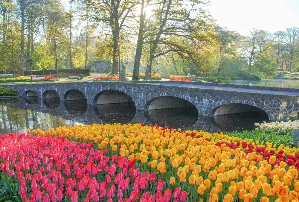 Keukenhof kiedy najlepiej jechać, aby uniknąć tłumów i cieszyć się kwitnieniem