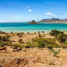 Krajobraz Madagaskaru z krowami na pierwszym planie i turkusową wodą w tle. Idealny czas, by odwiedzić Madagaskar, to sucha pora roku, od kwietnia do października.