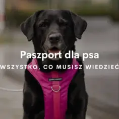 Jak wygląda paszport dla psa? Odkryj jego kluczowe cechy i wymagania