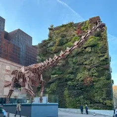 Szkielet dinozaura przed zieloną ścianą budynku w muzeum w Madrycie.