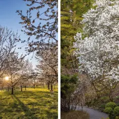 Wiosną kwitnące drzewa w Arboretum Wojsławice zachwycają. Warto jechać, gdy rozkwitają wiśnie i magnolie.
