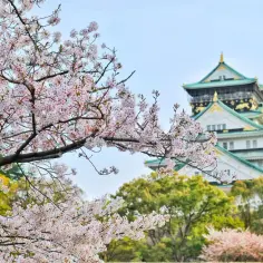 Kwiaty wiśni kwitną przed zamkiem w Osace. Idealny widok, kiedy do Japonii na wiosnę.
