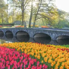 Keukenhof kiedy najlepiej jechać, aby uniknąć tłumów i cieszyć się kwitnieniem