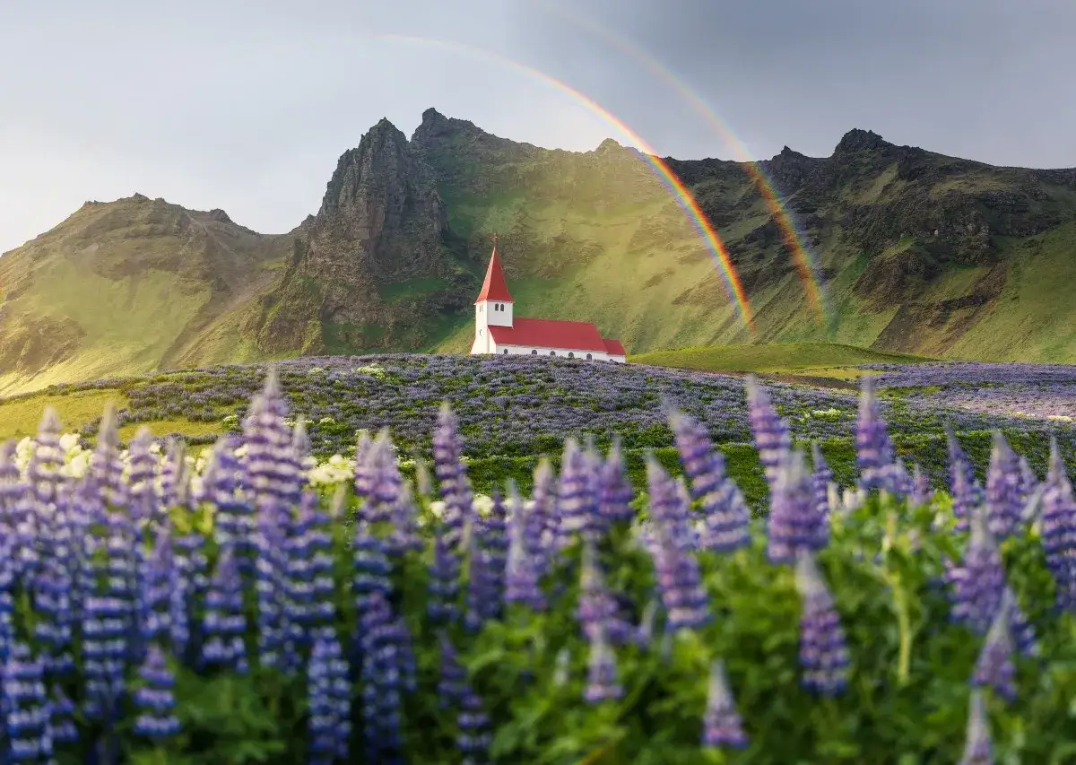 Kościół na Islandii pośród kwitnących łubinów, z tęczą na niebie. Piękne widoki, ale islandia ceny mogą być wysokie.