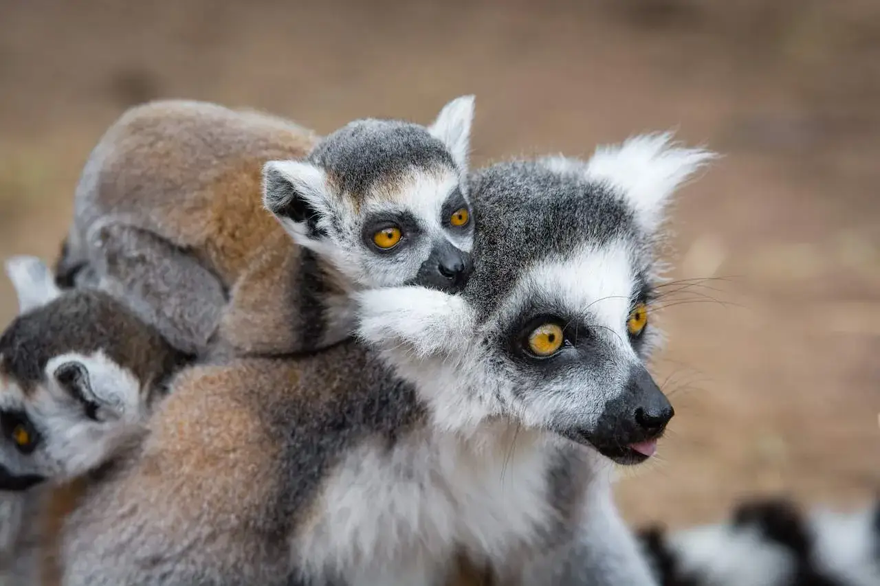 Rodzina lemurów na Madagaskarze. Kiedy jechać? Najlepiej w porze suchej, od kwietnia do października, by podziwiać te urocze zwierzęta.