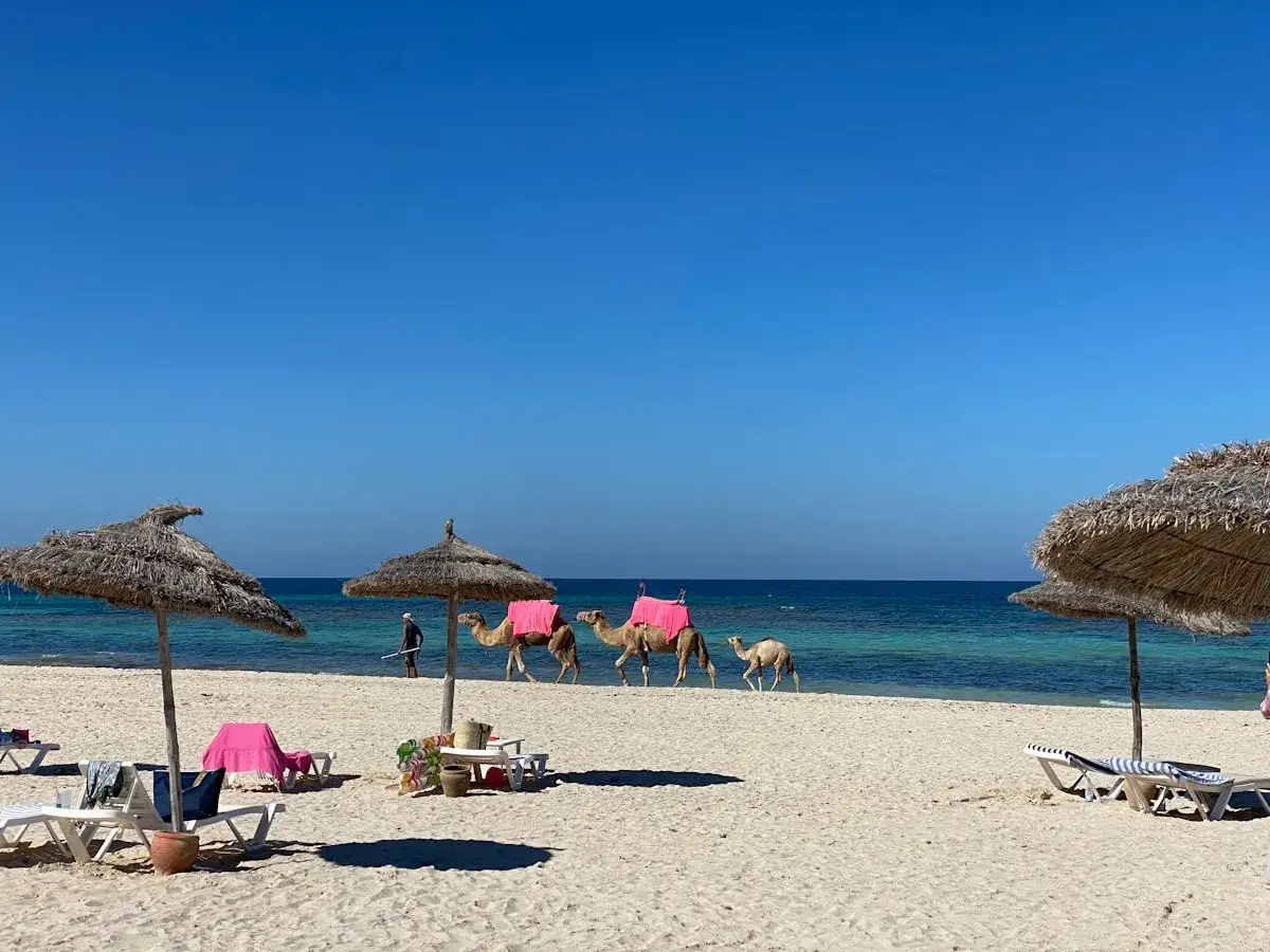 Piękna plaża na Djerbie, Tunezja. Wielbłądy spacerują po piasku, a turkusowe morze zaprasza do kąpieli. Czy jest bezpiecznie? Tak, to raj dla turystów!