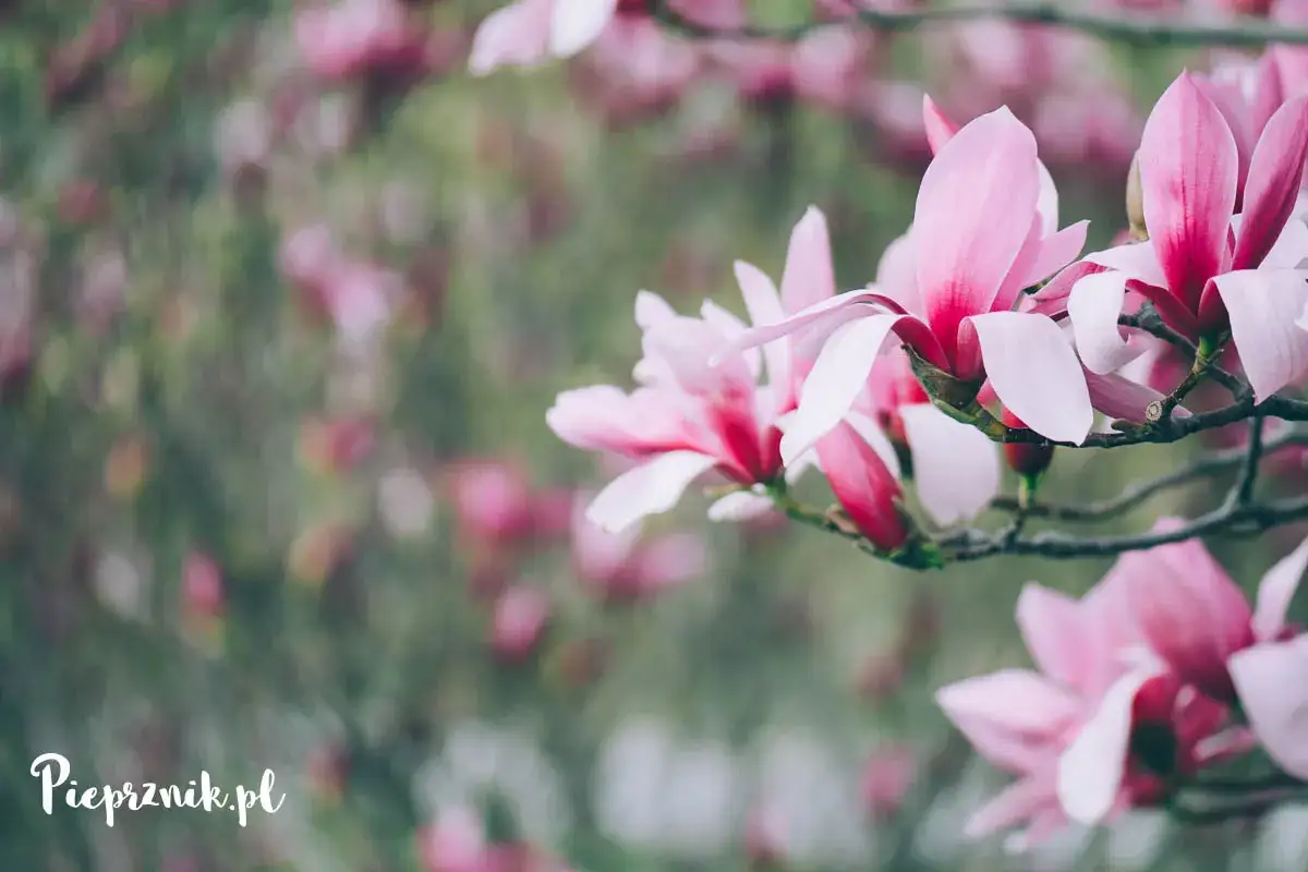 Kwiaty magnolii w Arboretum Wojsławice. Kiedy jechać? Wiosną, by podziwiać te cuda natury.