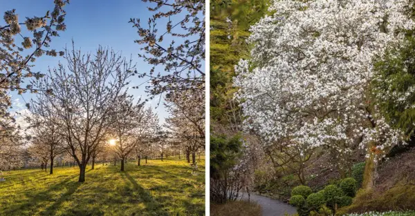 Kiedy jechać do arboretum Wojsławice, by nie przegapić kwitnienia?